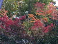 高尾山の写真・動画_image_166535