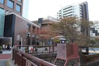 目黒川の写真・動画_image_166671