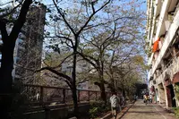 目黒川の写真・動画_image_166673