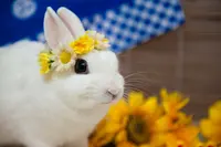 うさぎカフェ うさびび【池袋】の写真・動画_image_166834