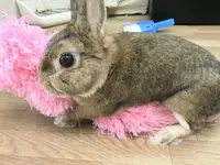 うさぎカフェ うさびび【池袋】の写真・動画_image_166835