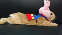 うさぎカフェ うさびび【池袋】の写真・動画_image_166836