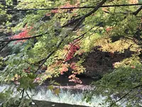 袋田の滝の写真・動画_image_167238