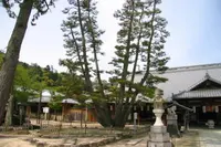 大願寺の写真・動画_image_167715