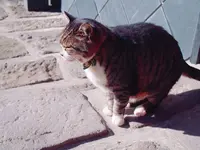 山あいの宿 山みず木の写真・動画_image_167842