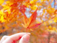 マゼノ渓谷の写真・動画_image_168000