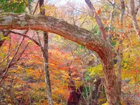 マゼノ渓谷の写真・動画_image_168005