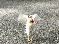 熱田神宮の写真・動画_image_168216