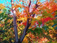 山あいの宿 山みず木の写真・動画_image_168376