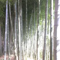 殿ヶ谷戸庭園の写真・動画_image_168440