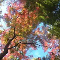 殿ヶ谷戸庭園の写真・動画_image_168443