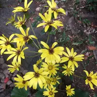 殿ヶ谷戸庭園の写真・動画_image_168452