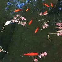 殿ヶ谷戸庭園の写真・動画_image_168453