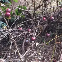 殿ヶ谷戸庭園の写真・動画_image_168458