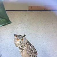 ふくろう茶房の写真・動画_image_168459