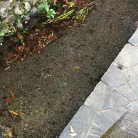 お鷹の道・真姿の池湧水群の写真・動画_image_168486