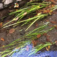 お鷹の道・真姿の池湧水群の写真・動画_image_168487