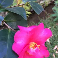 お鷹の道・真姿の池湧水群の写真・動画_image_168488