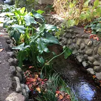 お鷹の道・真姿の池湧水群の写真・動画_image_168489