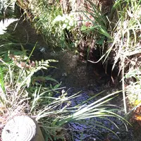 お鷹の道・真姿の池湧水群の写真・動画_image_168491