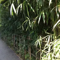 お鷹の道・真姿の池湧水群の写真・動画_image_168492