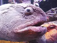 久慈地下水族科学館もぐらんぴあの写真・動画_image_168539