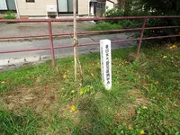 久慈小ネタの写真・動画_image_168542