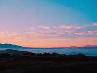 前原の一本桜の写真・動画_image_168888