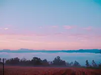前原の一本桜の写真・動画_image_168890