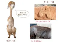 アルパカ牧場の写真・動画_image_169007