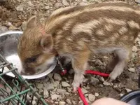 牛久大仏の写真・動画_image_169026