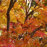光明寺の写真・動画_image_169050