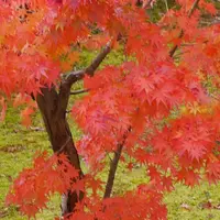 光明寺の写真・動画_image_169051