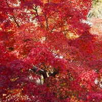 光明寺の写真・動画_image_169055