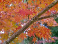 醍醐寺の写真・動画_image_169080