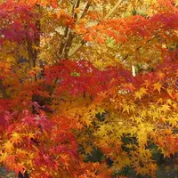 南禅寺の写真・動画_image_169089