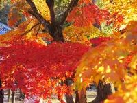 南禅寺の写真・動画_image_169092