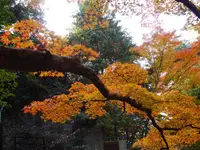 北野天満宮の写真・動画_image_169104