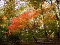 北野天満宮の写真・動画_image_169107
