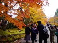 二尊院の写真・動画_image_169115