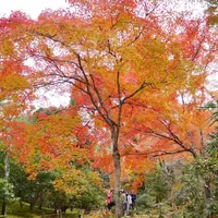 天龍寺の写真・動画_image_169120