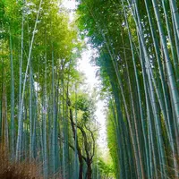 嵐山の写真・動画_image_169123