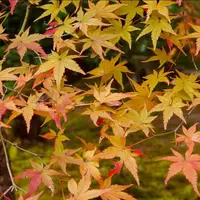 二尊院の写真・動画_image_169142