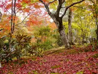 天龍寺の写真・動画_image_169145