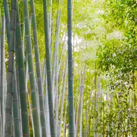 嵐山の写真・動画_image_169146
