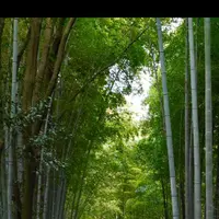嵐山の写真・動画_image_169147