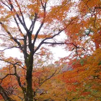 宝厳院の写真・動画_image_169166