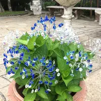 箱根ガラスの森美術館の写真・動画_image_169286