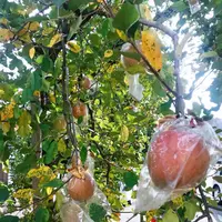 共楽園・林檎の樹の写真・動画_image_169403