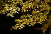 白鳥庭園の写真・動画_image_169517